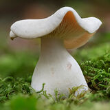 Clouded Clitocybe