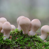 Common Puffball