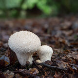 Common Puffball 2
