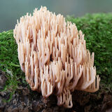 Crown Tipped Coral Fungus