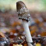 Magpie Inkcap