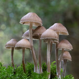 Mycena Sp