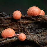 Wolf's Milk Slime Mould