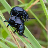 Bloody-Nosed Beetles