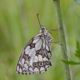 Marbled White