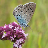 Large Blue