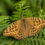 Silver-Washed Fritillary