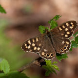 Speckled Wood