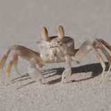 Ghost Crab