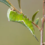 Puss Moth Caterpillar