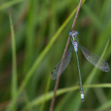 Emerald Damselfly