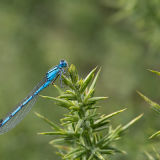 Common Blue Damselfly