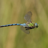 Emperor Dragonfly