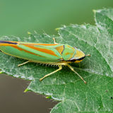 Rhododendron Leafhopper