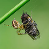 Metellina Segmentata with Prey