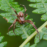 Garden Cross Spider (Male)