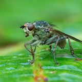 Dung Fly (Female)