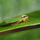 Rhododendron Leafhopper 2