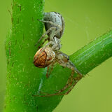 Xysticus predating Metellina