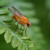 Orange Muscid Fly (Female)