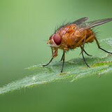 Orange Muscid Fly (Male)