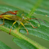 Birch Shield Bug