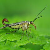 Scorpion Fly