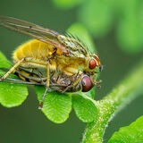Yellow Dung Fly
