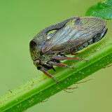 Horned Treehopper
