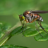 Long Legged Fly
