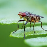 Pherbellia annulipes