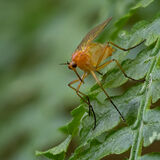 Empis lutea