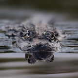 Alligator