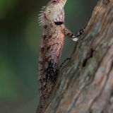 Crested Tree Lizard