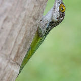 Leach's Anole