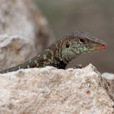 Griswold's Ameiva