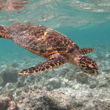 Hawksbill Turtle