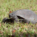 Gopher Tortoise