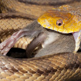 Yellow Rat Snake with Rat