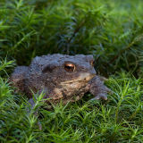 Common Toad