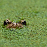 Common Frog