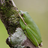 Green Tree Frog