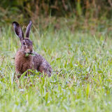 Brown Hare