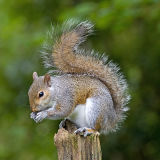Grey Squirrel