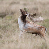Fallow Deer 1
