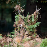 Red Deer in Bracken