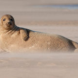 Grey Seal
