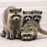 Racoon 3