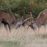 Red Deer Rut