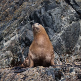 Steller Sea Lion